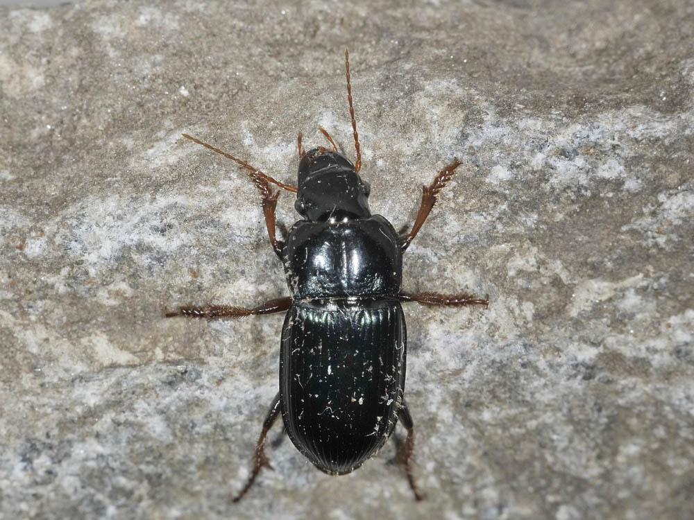 Carabidae: Harpalus rubripes